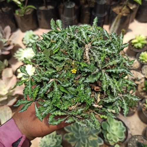 Euphorbia Decaryi Var. Spirosticha Size 16 Cm, real gallery image #7 plants. Picture taken directly from kaktus.id community Euphorbia farmer green houses.