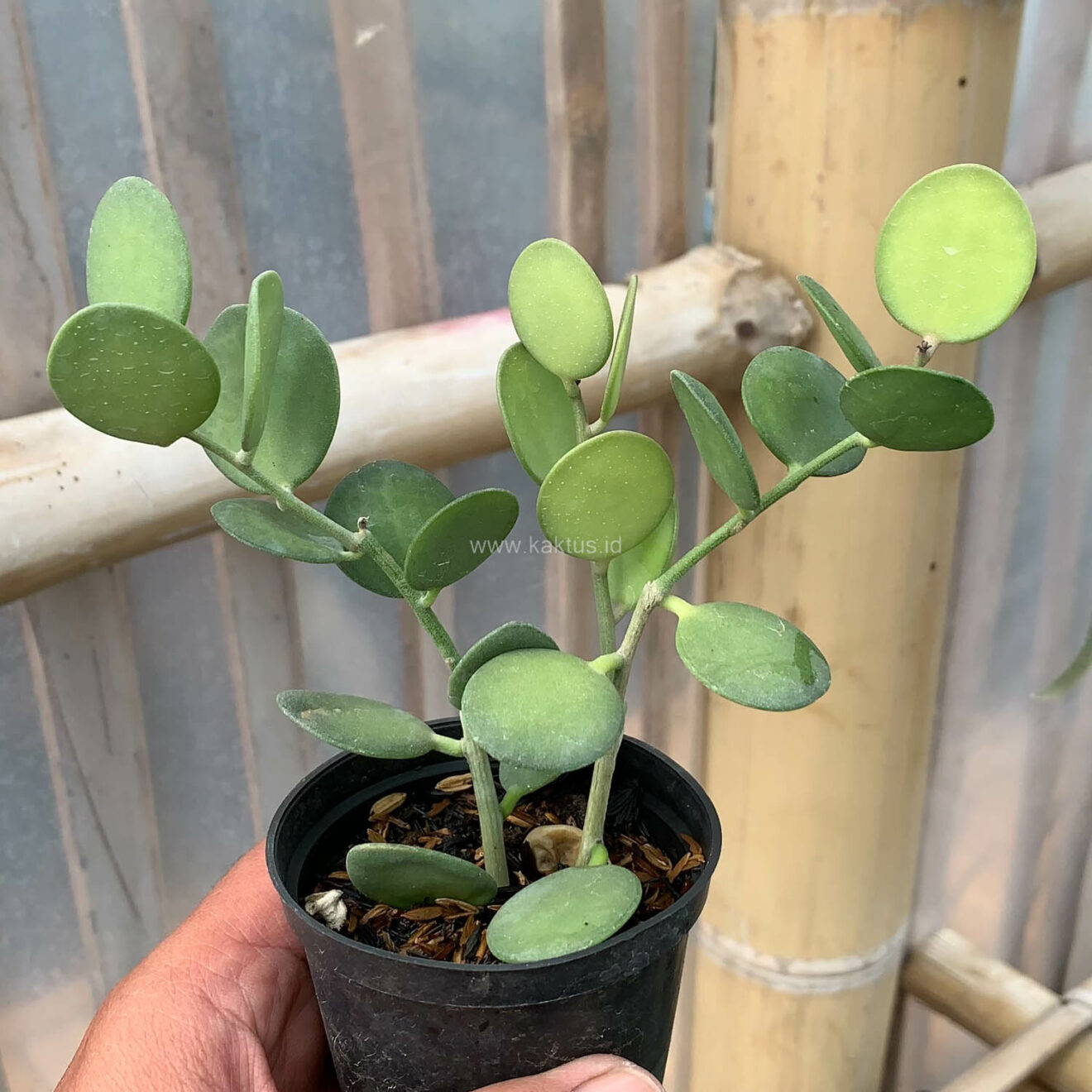 Xerosicyos Danguyi 'Silver Dollar Vine', real feature image plant. Picture taken directly from kaktus.id community Xerosicyos farmer green houses.