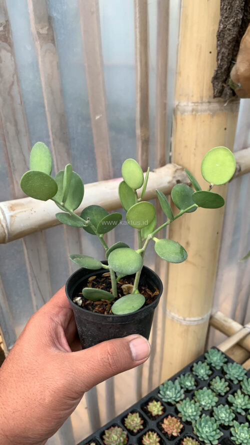 Xerosicyos Danguyi 'Silver Dollar Vine', real gallery image #8 plants. Picture taken directly from kaktus.id community Xerosicyos farmer green houses.