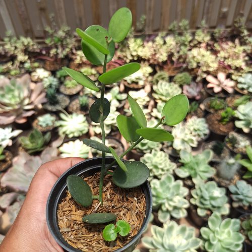 Xerosicyos Danguyi 'Silver Dollar Vine', real gallery image #1 plants. Picture taken directly from kaktus.id community Xerosicyos farmer green houses.