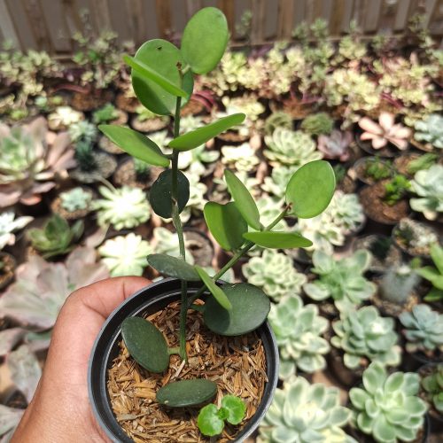 Xerosicyos Danguyi 'Silver Dollar Vine', real gallery image #3 plants. Picture taken directly from kaktus.id community Xerosicyos farmer green houses.
