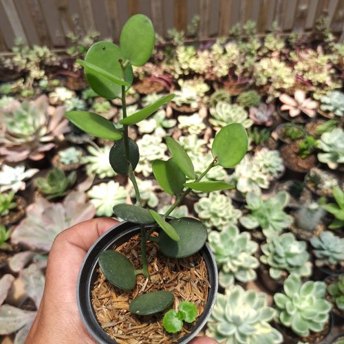 Xerosicyos Danguyi 'Silver Dollar Vine', real gallery image #5 plants. Picture taken directly from kaktus.id community Xerosicyos farmer green houses.