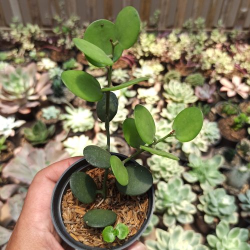 Xerosicyos Danguyi 'Silver Dollar Vine', real gallery image #7 plants. Picture taken directly from kaktus.id community Xerosicyos farmer green houses.