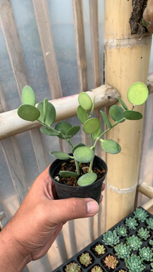 Xerosicyos Danguyi 'Silver Dollar Vine', real gallery image #6 plants. Picture taken directly from kaktus.id community Xerosicyos farmer green houses.