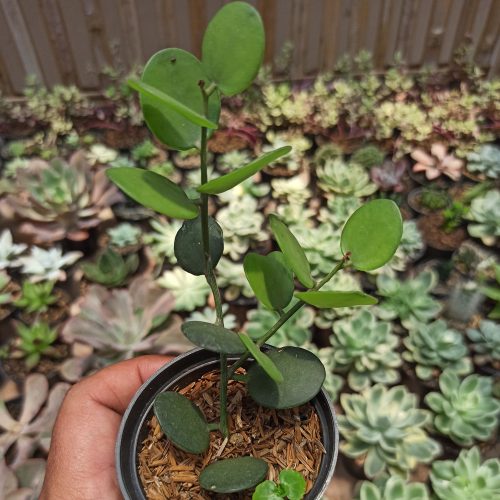 Xerosicyos Danguyi 'Silver Dollar Vine', real gallery image #9 plants. Picture taken directly from kaktus.id community Xerosicyos farmer green houses.