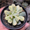 Echeveria Cubic Frost Aurea Variegated, real gallery image #2 plants. Picture taken directly from kaktus.id community Echeveria farmer green houses.