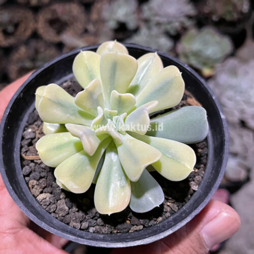 Echeveria Cubic Frost Aurea Variegated, real gallery image #3 plants. Picture taken directly from kaktus.id community Echeveria farmer green houses.