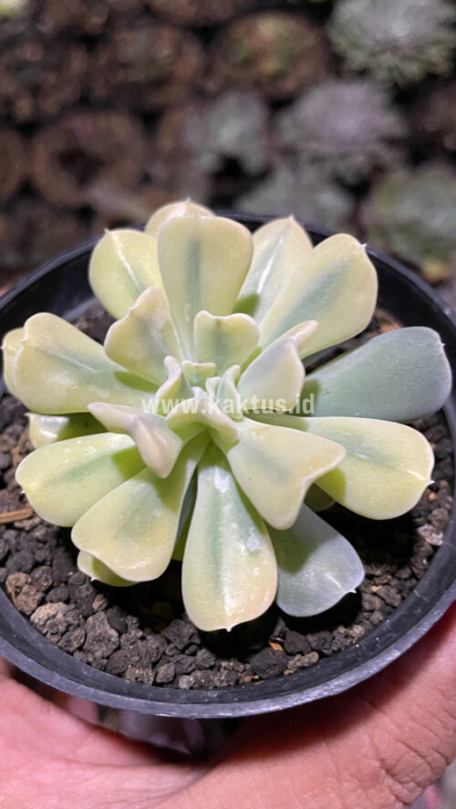 Echeveria Cubic Frost Aurea Variegated, real gallery image #1 plants. Picture taken directly from kaktus.id community Echeveria farmer green houses.