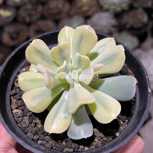 Echeveria Cubic Frost Aurea Variegated, real gallery image #5 plants. Picture taken directly from kaktus.id community Echeveria farmer green houses.