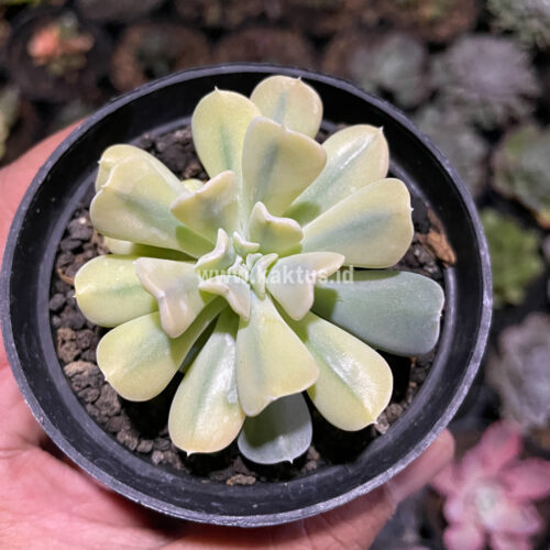 Echeveria Cubic Frost Aurea Variegated, real gallery image #4 plants. Picture taken directly from kaktus.id community Echeveria farmer green houses.