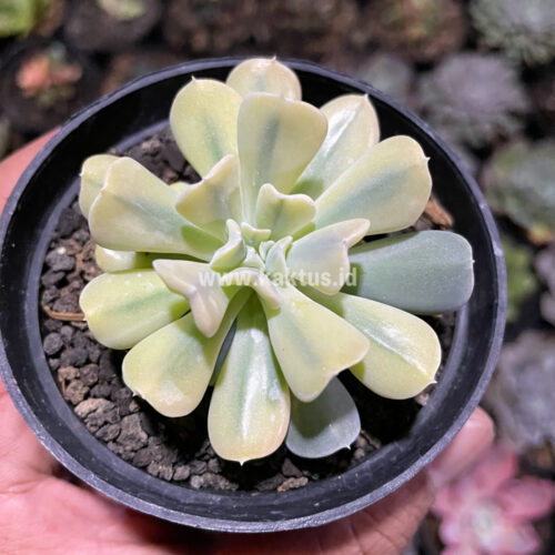 Echeveria Cubic Frost Aurea Variegated, real gallery image #6 plants. Picture taken directly from kaktus.id community Echeveria farmer green houses.