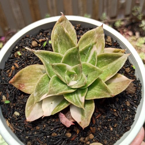 Echeveria Agavoides Rubella Variegated, real gallery image #5 plants. Picture taken directly from kaktus.id community Echeveria farmer green houses.