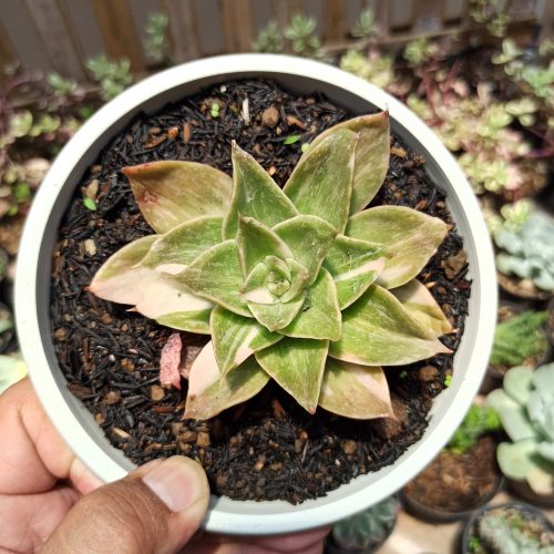 Echeveria Agavoides Rubella Variegated, real gallery image #2 plants. Picture taken directly from kaktus.id community Echeveria farmer green houses.