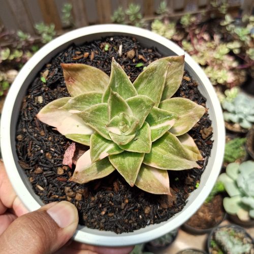 Echeveria Agavoides Rubella Variegated, real gallery image #1 plants. Picture taken directly from kaktus.id community Echeveria farmer green houses.