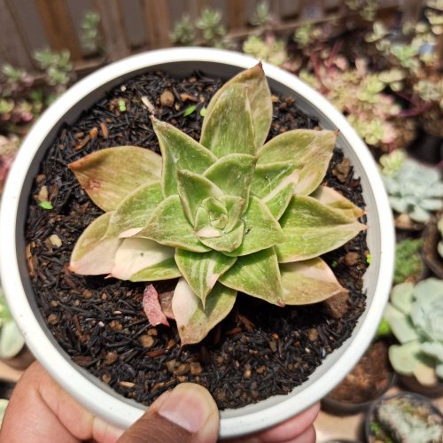 Echeveria Agavoides Rubella Variegated, real gallery image #3 plants. Picture taken directly from kaktus.id community Echeveria farmer green houses.