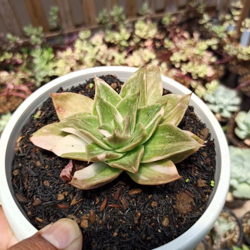 Echeveria Agavoides Rubella Variegated, real gallery image #4 plants. Picture taken directly from kaktus.id community Echeveria farmer green houses.