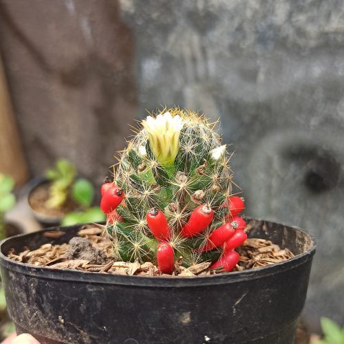 Mammillaria Mammillaris, real gallery image #2 plants. Picture taken directly from kaktus.id community Mammillaria farmer green houses.
