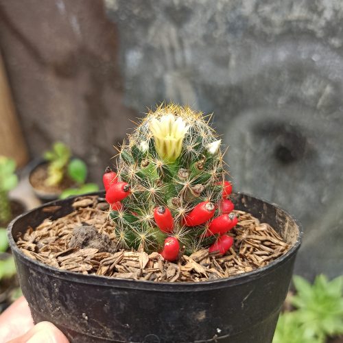 Mammillaria Mammillaris, real gallery image #4 plants. Picture taken directly from kaktus.id community Mammillaria farmer green houses.