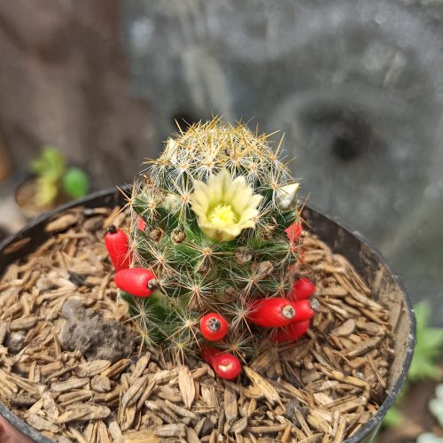 Mammillaria Mammillaris, real gallery image #1 plants. Picture taken directly from kaktus.id community Mammillaria farmer green houses.