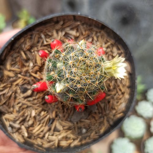 Mammillaria Mammillaris, real gallery image #5 plants. Picture taken directly from kaktus.id community Mammillaria farmer green houses.