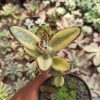Kalanchoe Tomentosa Aurea Variegated, real gallery image #2 plants. Picture taken directly from kaktus.id community Kalanchoe farmer green houses.