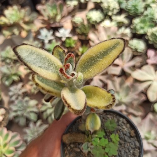 Kalanchoe Tomentosa Aurea Variegated, real gallery image #3 plants. Picture taken directly from kaktus.id community Kalanchoe farmer green houses.