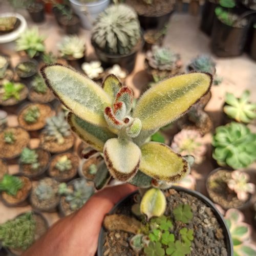 Kalanchoe Tomentosa Aurea Variegated, real gallery image #4 plants. Picture taken directly from kaktus.id community Kalanchoe farmer green houses.
