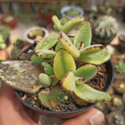 Kalanchoe Tomentosa Aurea Variegated, real gallery image #5 plants. Picture taken directly from kaktus.id community Kalanchoe farmer green houses.