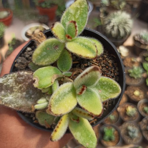 Kalanchoe Tomentosa Aurea Variegated, real gallery image #6 plants. Picture taken directly from kaktus.id community Kalanchoe farmer green houses.