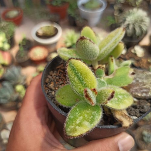 Kalanchoe Tomentosa Aurea Variegated, real gallery image #7 plants. Picture taken directly from kaktus.id community Kalanchoe farmer green houses.
