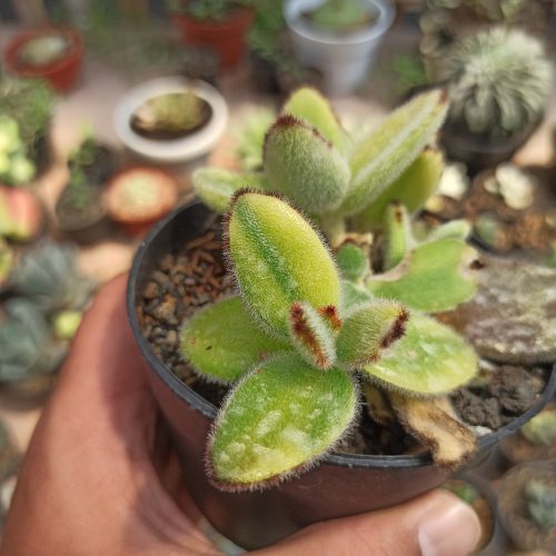 Kalanchoe Tomentosa Aurea Variegated, real gallery image #8 plants. Picture taken directly from kaktus.id community Kalanchoe farmer green houses.