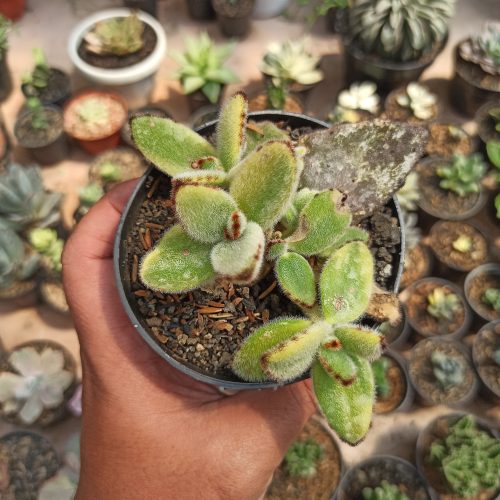 Kalanchoe Tomentosa Aurea Variegated, real gallery image #9 plants. Picture taken directly from kaktus.id community Kalanchoe farmer green houses.