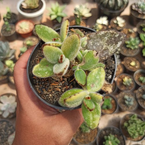Kalanchoe Tomentosa Aurea Variegated, real gallery image #1 plants. Picture taken directly from kaktus.id community Kalanchoe farmer green houses.