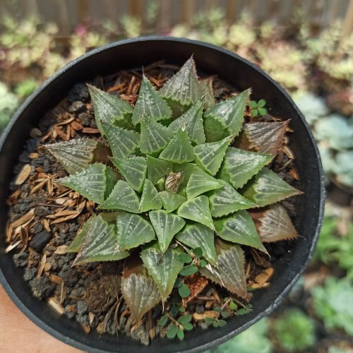 Haworthia Magnifica Hybrid, real gallery image #3 plants. Picture taken directly from kaktus.id community Haworthia farmer green houses.