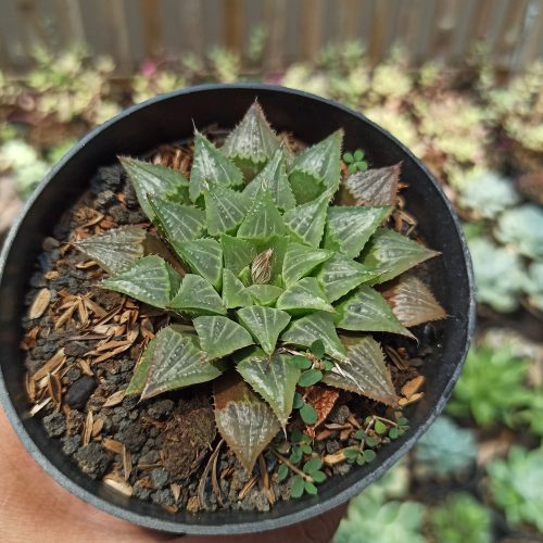 Haworthia Magnifica Hybrid, real gallery image #4 plants. Picture taken directly from kaktus.id community Haworthia farmer green houses.