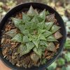 Haworthia Magnifica Hybrid, real gallery image #5 plants. Picture taken directly from kaktus.id community Haworthia farmer green houses.