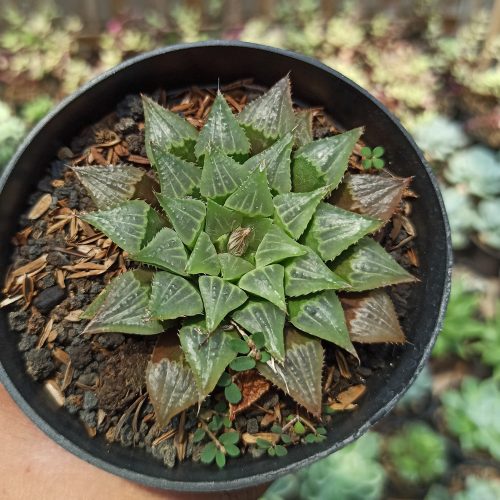 Haworthia Magnifica Hybrid, real gallery image #2 plants. Picture taken directly from kaktus.id community Haworthia farmer green houses.