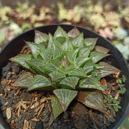 Haworthia Magnifica Hybrid, real gallery image #6 plants. Picture taken directly from kaktus.id community Haworthia farmer green houses.
