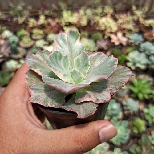 Echeveria Chantilly 'Dragon Fin' Variegated, real gallery image #11 plants. Picture taken directly from kaktus.id community Echeveria farmer green houses.