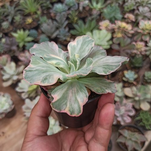 Echeveria Chantilly 'Dragon Fin' Variegated, real gallery image #15 plants. Picture taken directly from kaktus.id community Echeveria farmer green houses.