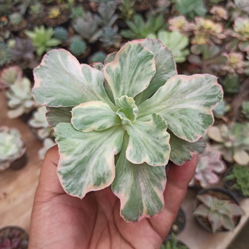 Echeveria Chantilly 'Dragon Fin' Variegated, real gallery image #14 plants. Picture taken directly from kaktus.id community Echeveria farmer green houses.
