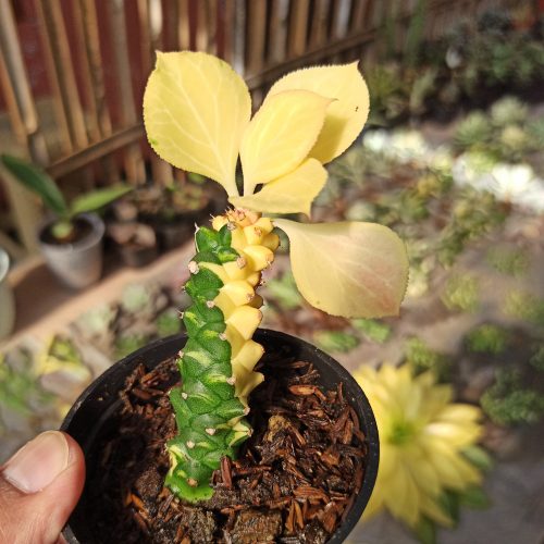 Monadenium Ritchie Variegated, real gallery image #2 plants. Picture taken directly from kaktus.id community Monadenium farmer green houses.
