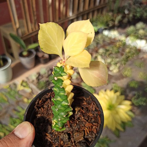 Monadenium Ritchie Variegated, real gallery image #4 plants. Picture taken directly from kaktus.id community Monadenium farmer green houses.