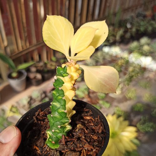 Monadenium Ritchie Variegated, real gallery image #1 plants. Picture taken directly from kaktus.id community Monadenium farmer green houses.
