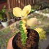 Monadenium Ritchie Variegated, real gallery image #5 plants. Picture taken directly from kaktus.id community Monadenium farmer green houses.