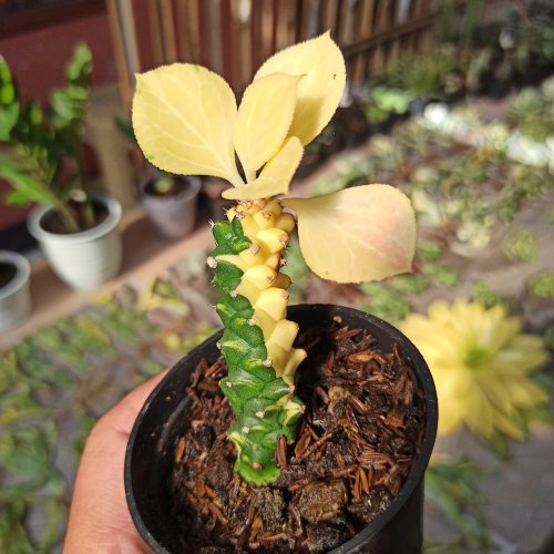 Monadenium Ritchie Variegated, real gallery image #7 plants. Picture taken directly from kaktus.id community Monadenium farmer green houses.