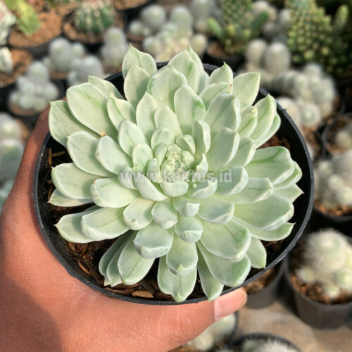 Echeveria Royal Chrysanthemum Variegated, real feature image plant. Picture taken directly from kaktus.id community Echeveria farmer green houses.