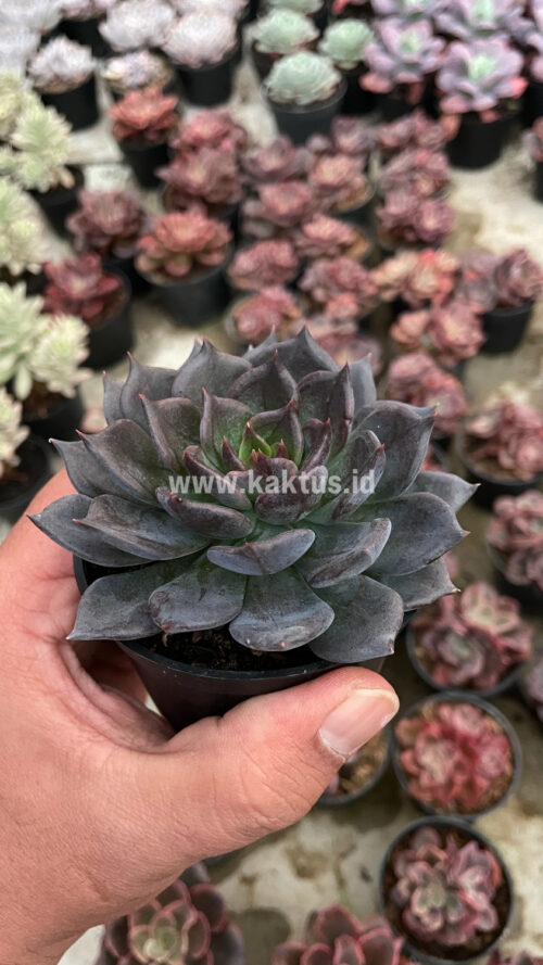 Echeveria Blue Prince, real gallery image #16 plants. Picture taken directly from kaktus.id community Echeveria farmer green houses.