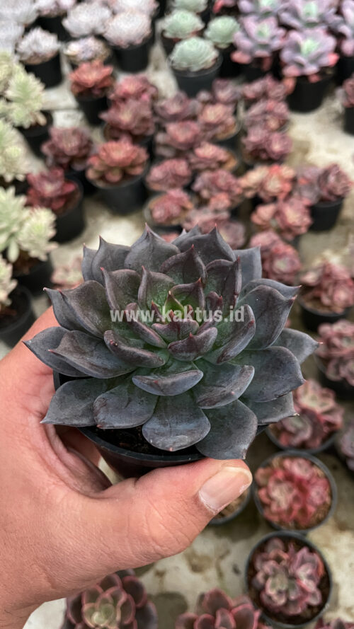 Echeveria Blue Prince, real gallery image #14 plants. Picture taken directly from kaktus.id community Echeveria farmer green houses.