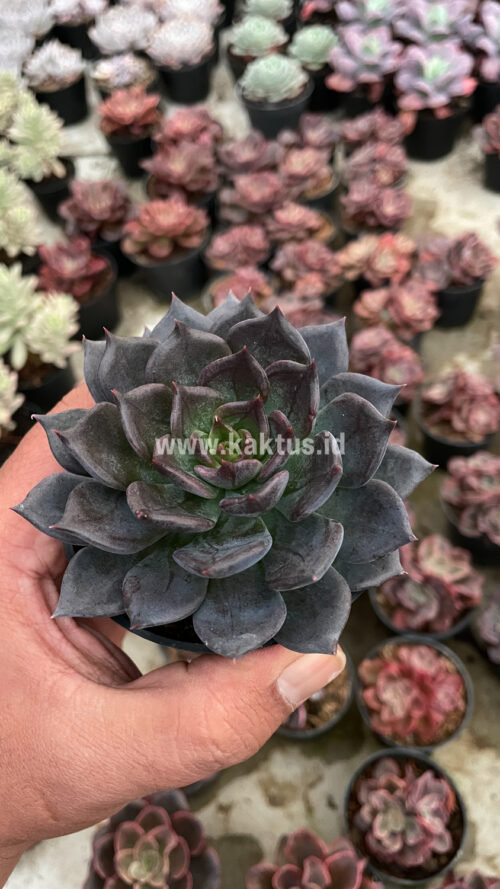 Echeveria Blue Prince, real gallery image #10 plants. Picture taken directly from kaktus.id community Echeveria farmer green houses.